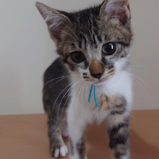 腎臓病(>_<)性格最高なクラちゃん☆