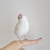 ペンペン