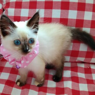 まったりおっとり♪可愛すぎるサラちゃん☆