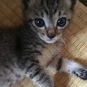 元気いっぱい甘えん坊なキジトラ♀ちゃんです❇︎