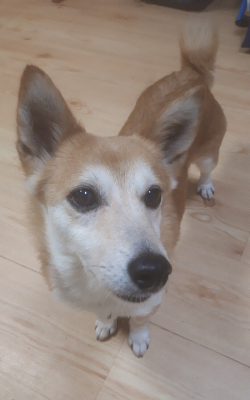 短足が可愛いコーギー風の 東京都 犬の里親募集 ペットのおうち 月間利用者150万人