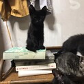 黒子猫ちゃん里親募集！1ヶ月半☆