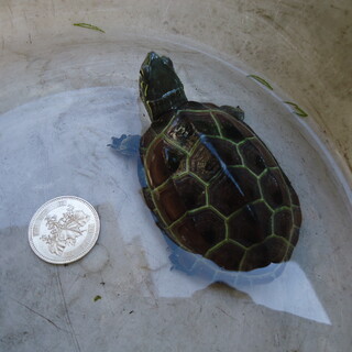 クサガメの里親募集