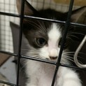 小粒だけど活発で元気な男の子　じゃいクン　