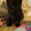 賢いブラックビューティー☆絹ちゃん