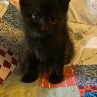 賢いブラックビューティー☆絹ちゃん