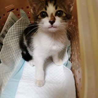 元気な2ヶ月未満の男の子