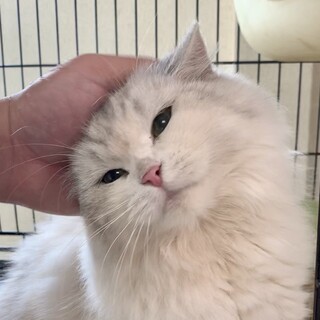 遊び盛り？元気なムギちゃん★代理投稿★