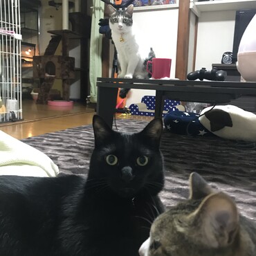 我が家の先住猫さん達です！