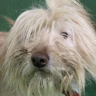 里親様決定しました✨✨ありがとうございました