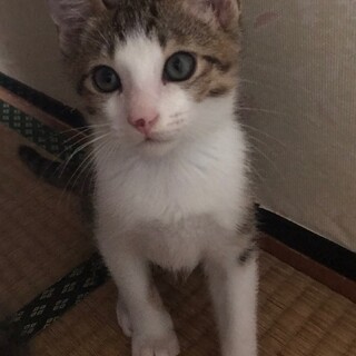 里親決定しました