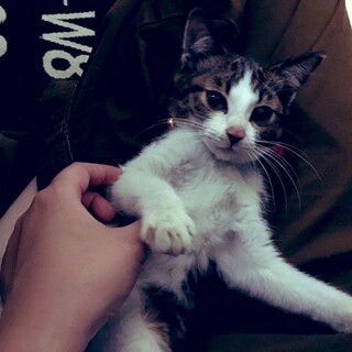 3.4ヶ月ほどのとても人懐こい子猫ちゃん