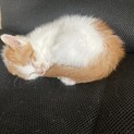 目が不自由な子猫(3〜4ヶ月)です