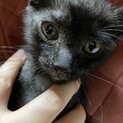 地の白い不思議な黒猫ちゃん。