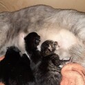 子猫ちゃんの里親募集