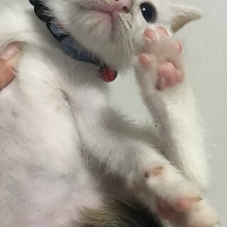 里親決定しました