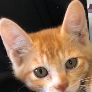 里親決定しました