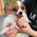 パピヨン　オス　2才