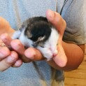生まれたて　保護子猫