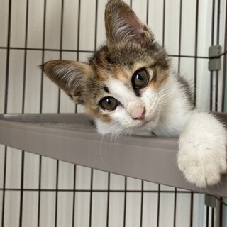 正式譲渡♥️地域猫レスキューらん