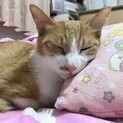 物怖じしないあまえんぼ♡れもんちゃん