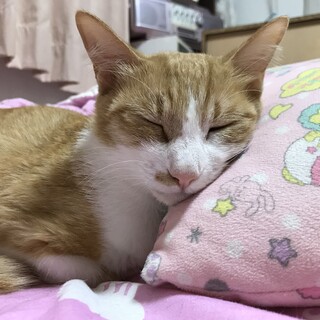 物怖じしないあまえんぼ♡れもんちゃん