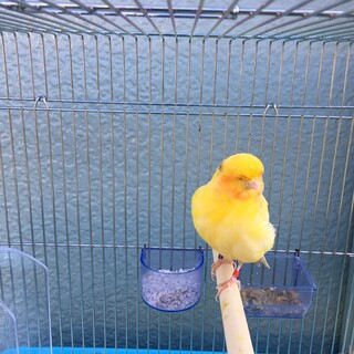 ノーウィッチカナリヤペア