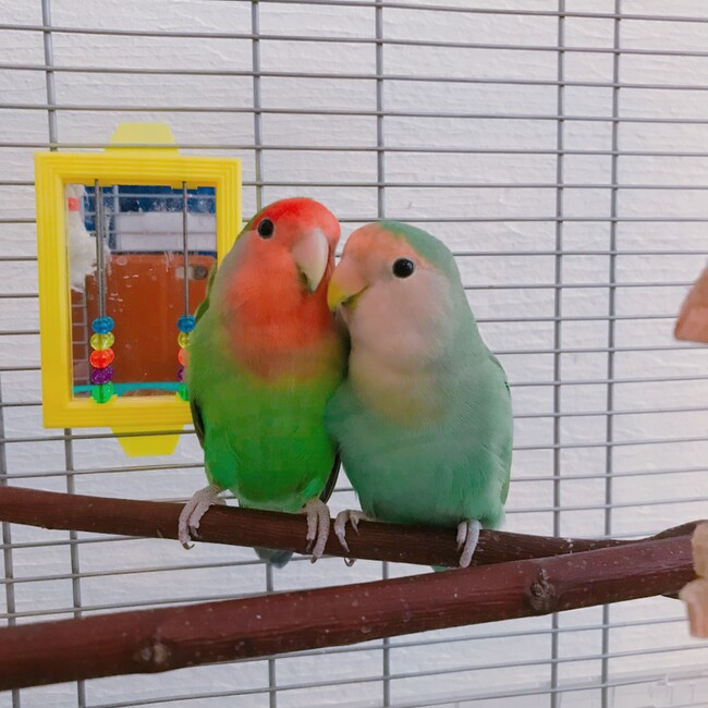 いよたろのカバー写真