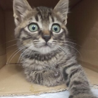 動物病院発！前肢ハンデあり 男の子☆