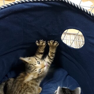 雑種の仲良し兄弟！