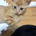 可愛い子猫ちゃん♡