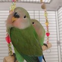 コザクラインコ