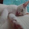 白猫ブルーアイてんちゃん サムネイル2