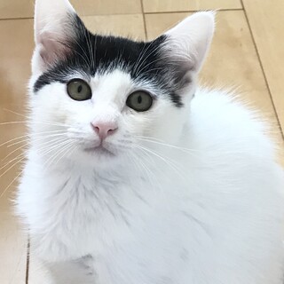 おっとりナレナレ❤️パッツン2ヶ月半の華ちゃん