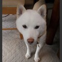 おっとり系白柴犬♀・静かに寄り添うコです・室内飼い