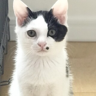 甘えん坊男子❤️大人しいゴロゴロ2ヶ月半の銀ちゃん