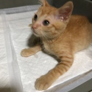 【7/26⭐️堺東にて里親会】参加猫くうくん