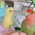 セキセイ
