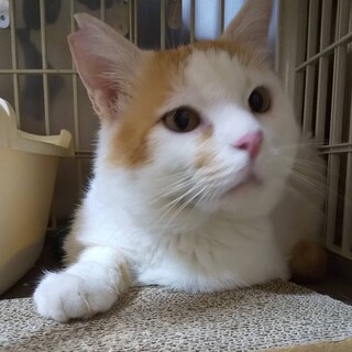 正しい日本の男だぜ