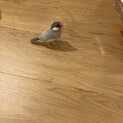 一旦募集停止　シルバー文鳥里親募集