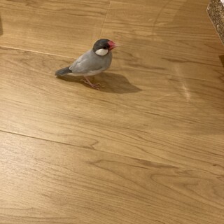 一旦募集停止　シルバー文鳥里親募集