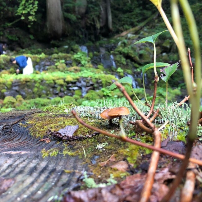 ハルノウタのカバー写真