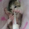 クロねこÓωÒ