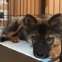 ラウルくん 応募者多数の為  中断します。