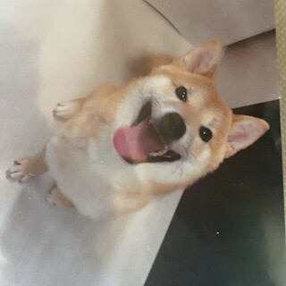 元気で笑顔が可愛い、お利口さん