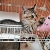 里親決定○キジ猫ソラト君 サムネイル3
