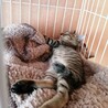 里親決定○キジ猫ソラト君 サムネイル4