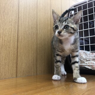 生後2ヶ月タビちゃん