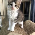 モフモフ男子のひびきくんです♪