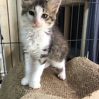 モフモフ男子のひびきくんです♪